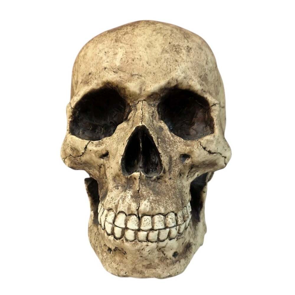Summit Collection Resin Realistic Skull - Picture 4 of 6